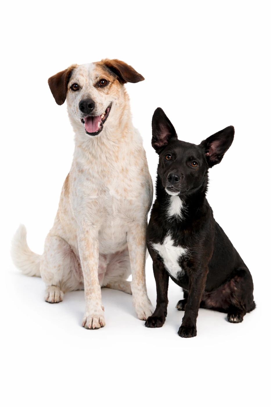 Die Bürohunde Ella und Leni